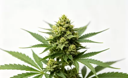 2019 Cannabis Business Summit & Expo