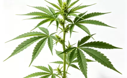 About Cannabis, 10 Acts that Are Explicitly Prohibited in Canada